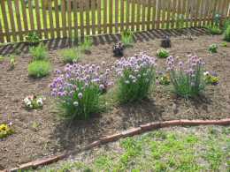 Our own fresh herbs
